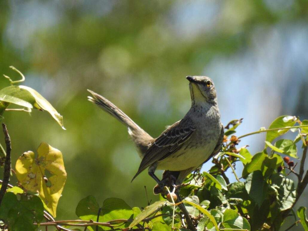Bahama Mockingbird perched on a small branch.