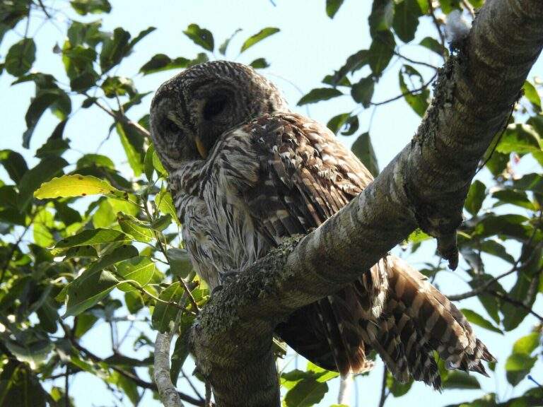 Barred Owl perched on a large branch as it peers down below.