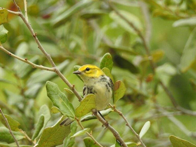 Black-throated Green Warbler perched alertly on an oak branch.