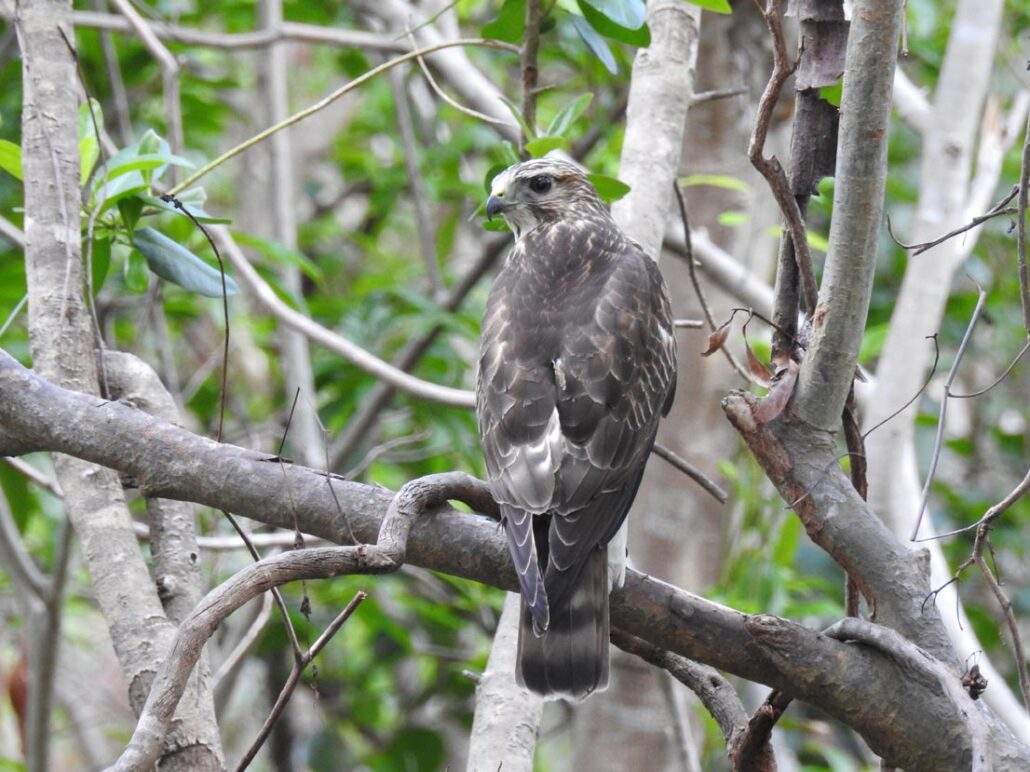 Broad-winged Hawk perched on a branch as it scans its surroundings.