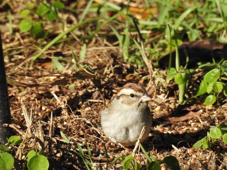 Chipping Sparrow eating on the ground.