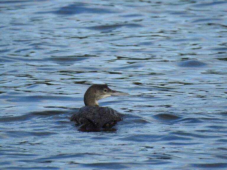 Common Loon bird gently swimming through the water.