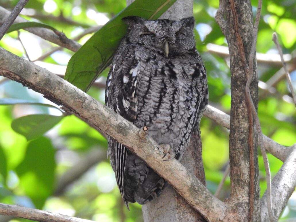 Eastern Screech Owl with its eyes closed perched under the shade of a tree.