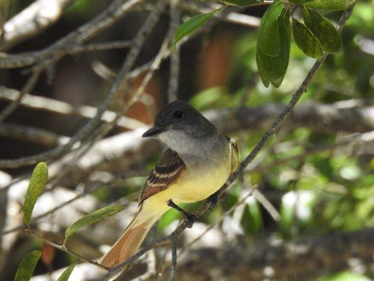 Great Crested Flycatcher perched on a small branch in the shade.