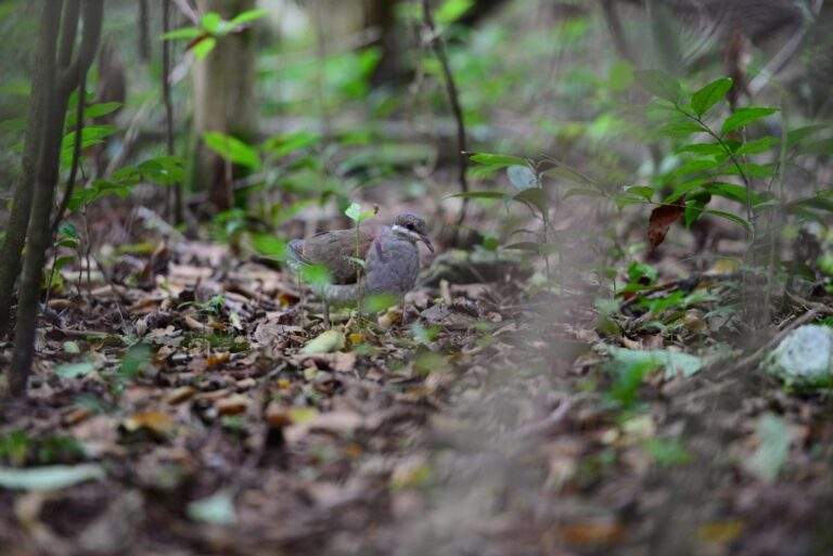 Key West Quail Dove on the forest floor of the hardwood hammock.