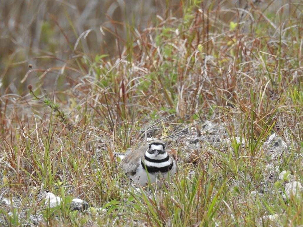 Killdeer bird peeking up from the tall grass with its striped face showing.