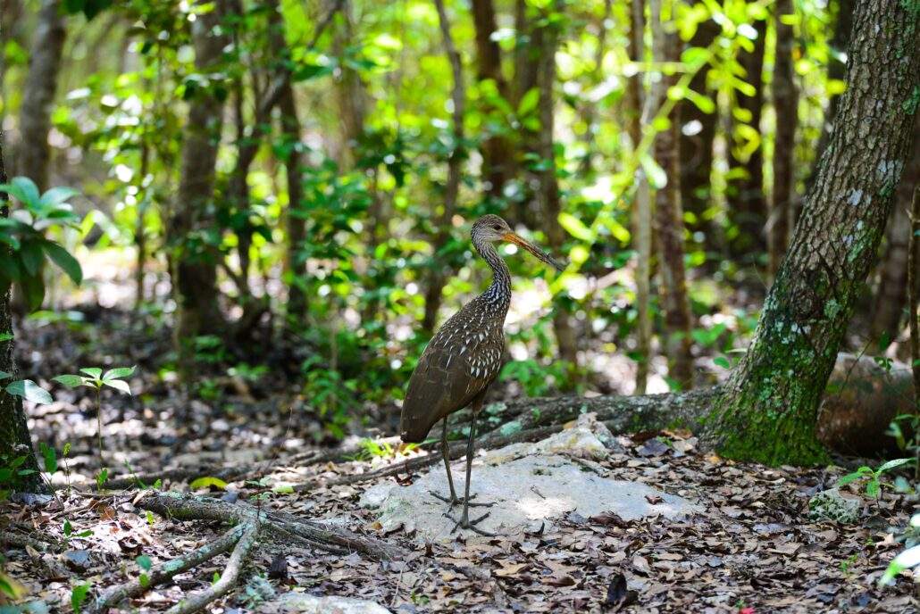 Limpkin bird walking across a large stone on the forest ground.
