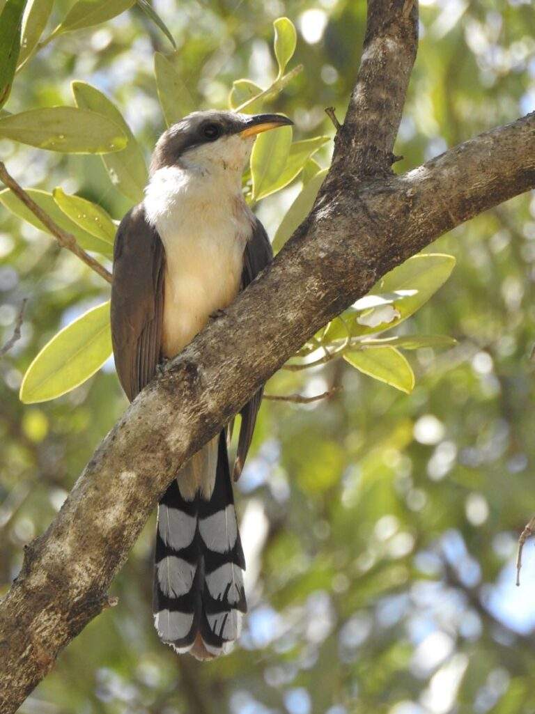 Mangrove Cuckoo bird perched on a branch in the historic avocado grove.