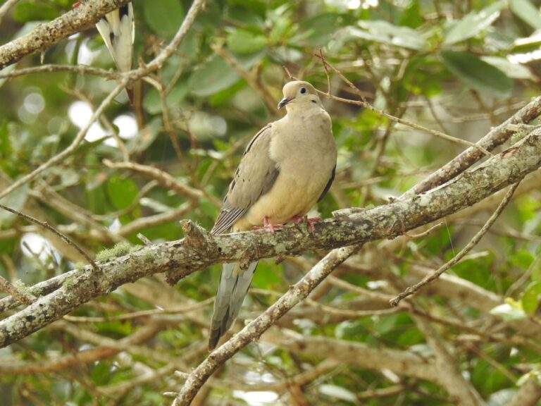 Mourning Dove perched on a large oak branch.