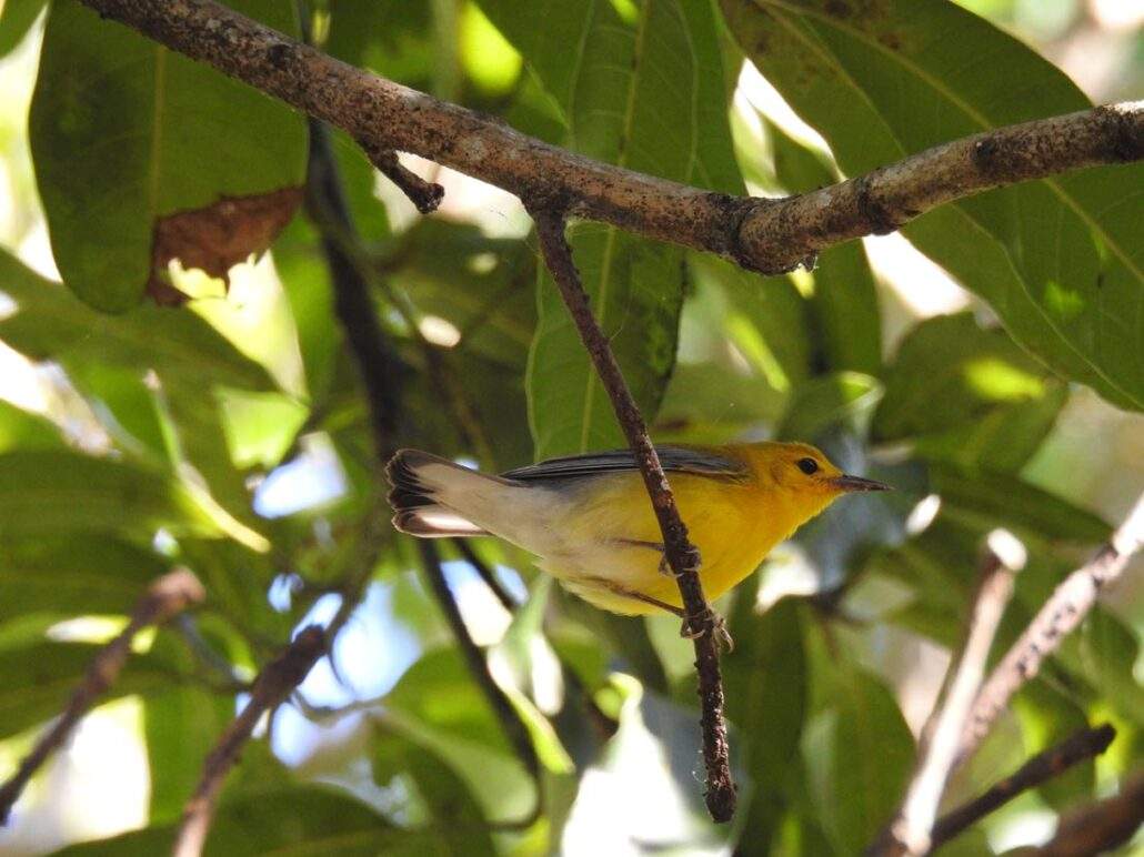 Prothonotary Warbler perching in the mango grove.