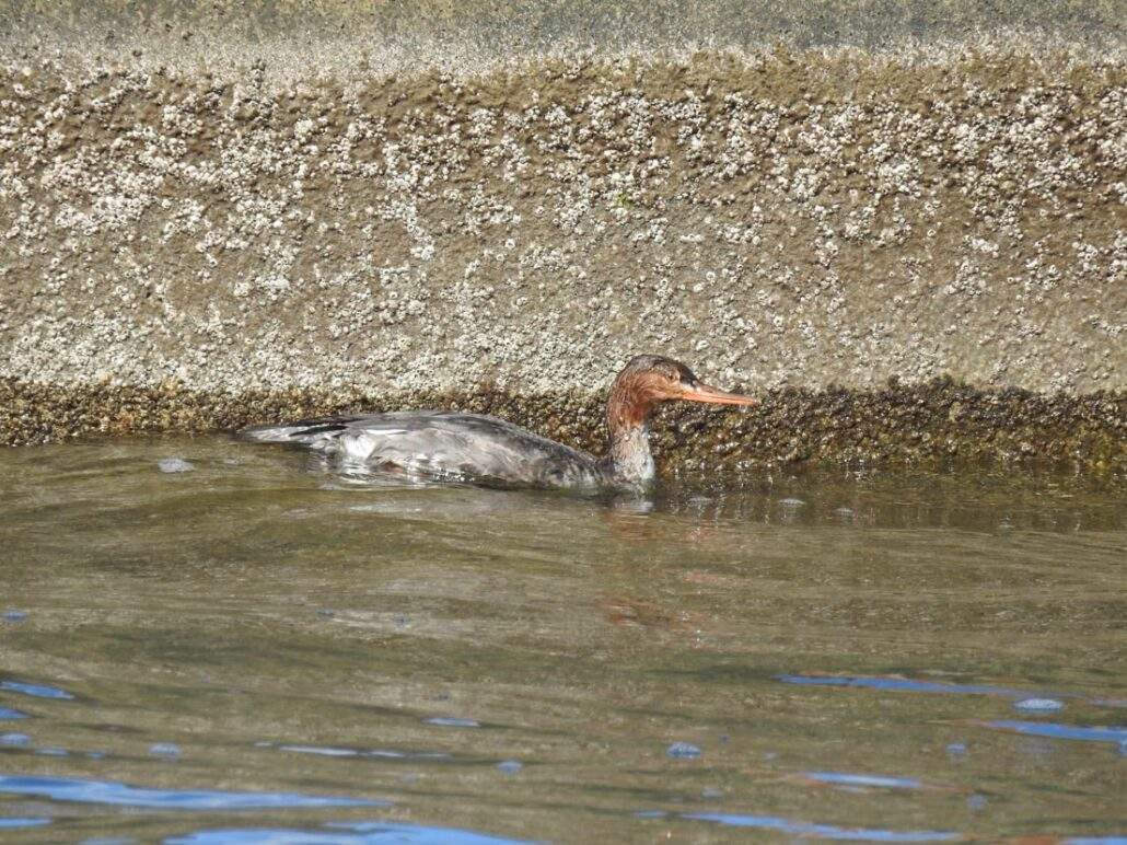 Red breasted Merganser swimming in the boat basin.