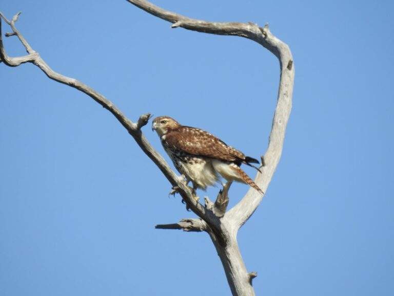 Red-tailed Hawk perched high up on a dead tree on a clear day.
