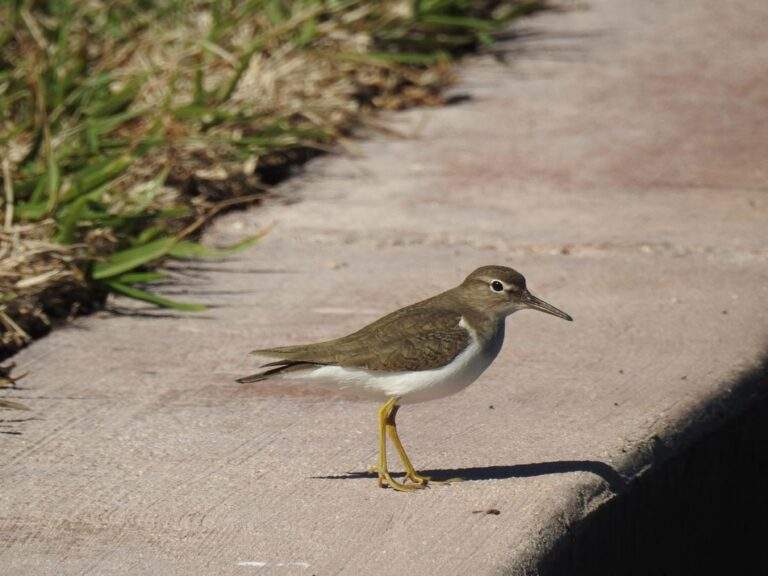 Spotted Sandpiper walking across the boat basin of Deering Estate.