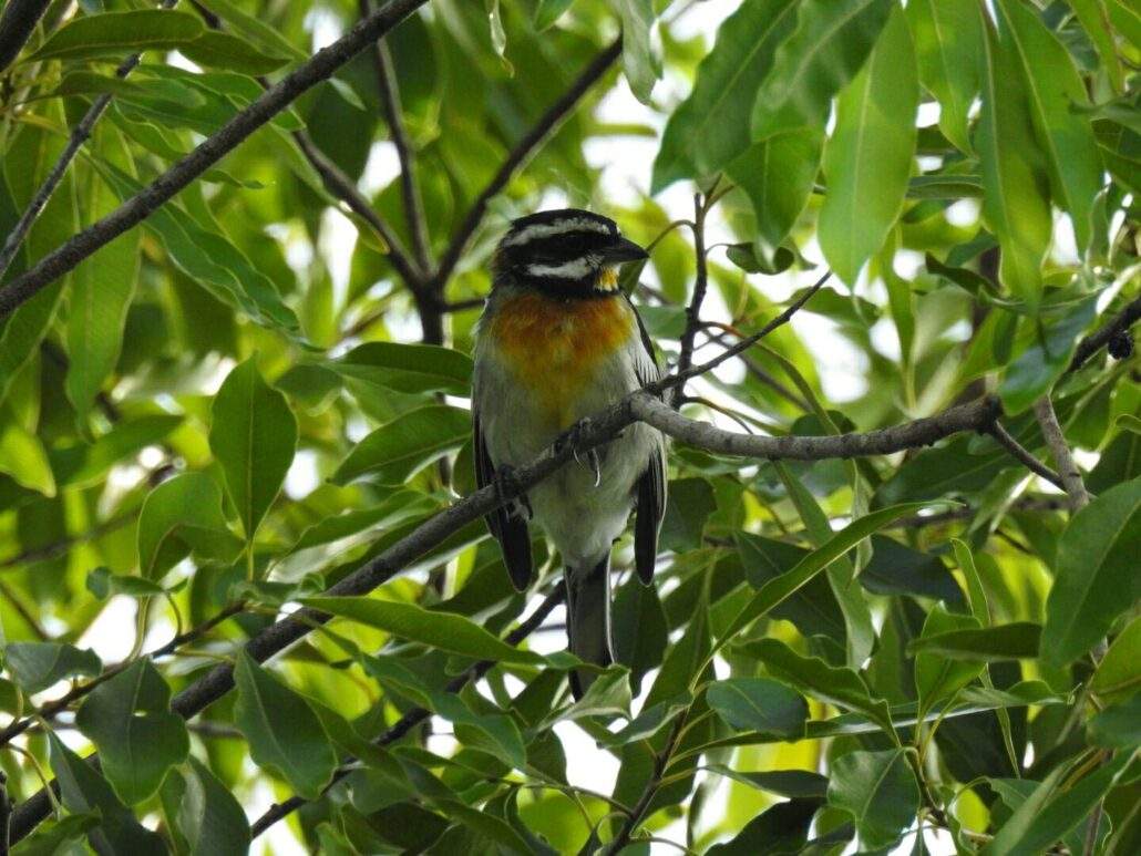Western Spindalis perched in the thick foliage of a tree.