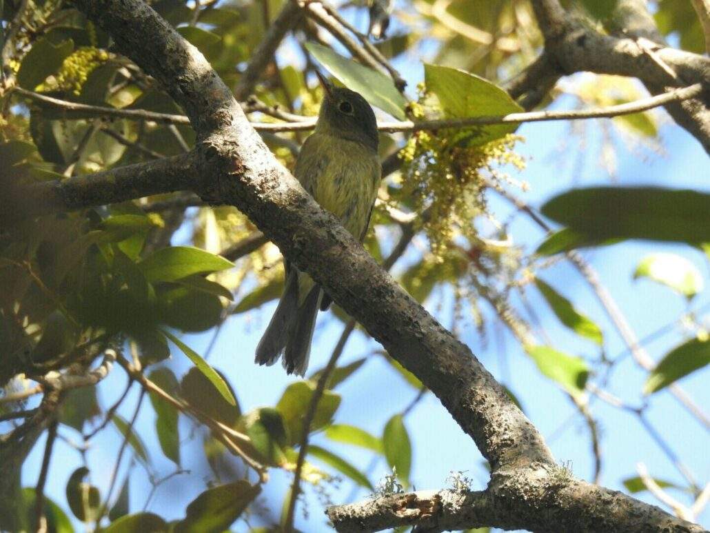 Yellow-bellied Flycatcher perched in a tree.