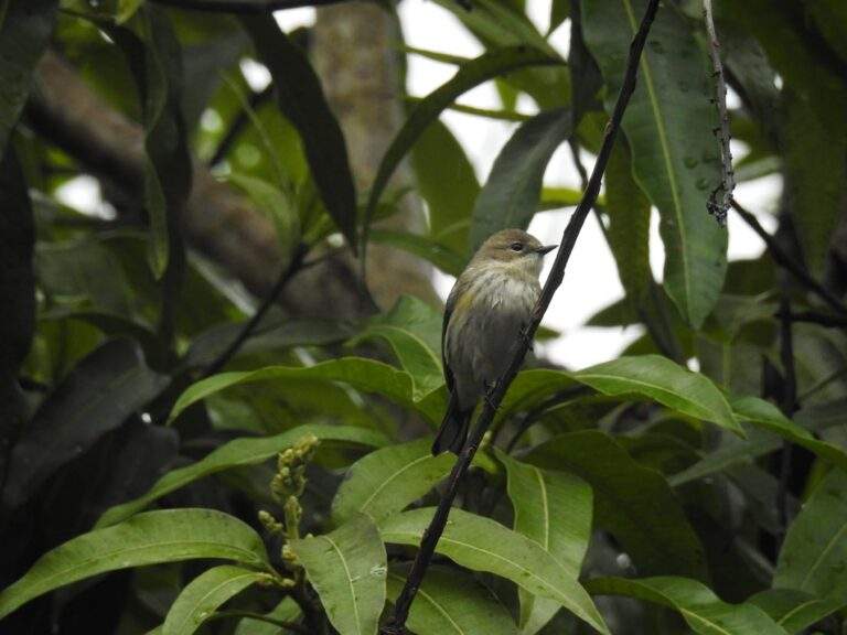 Yellow-rumped Warbler perched on a small mango tree branch on a rainy day.