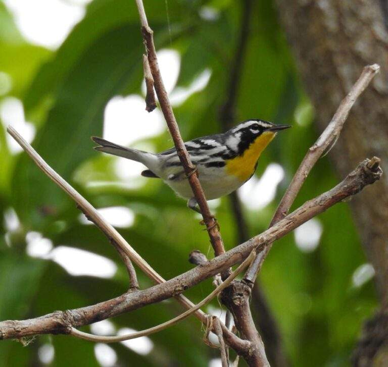 Yellow-throated Warbler perched on a small leafless branch.