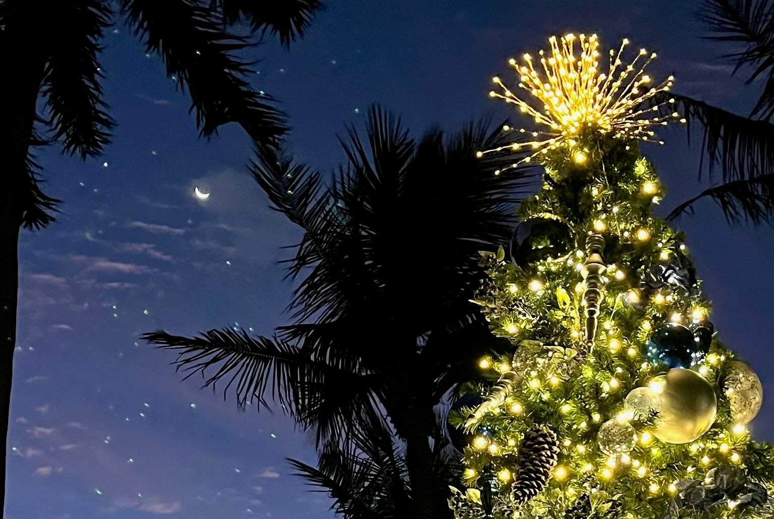 A decorated and lighted Christmas tree in front of palm fronds silhouetted by the night sky.