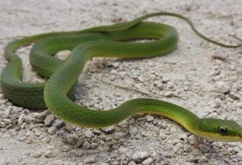 Rough Green Snake slithering across the ground