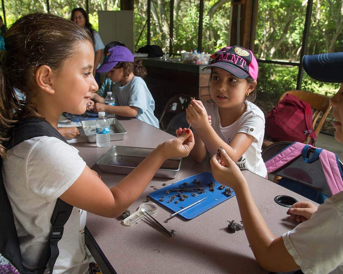 Group of students on a field trip to Deering Estate working together examining owl pellets.