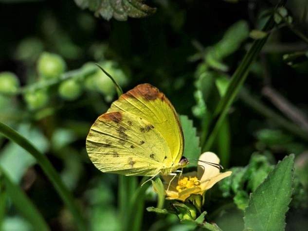 Small Dina Yellow butterfly perched on a tiny flower.