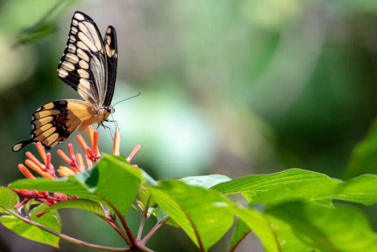 Butterfly perched on a small leaf with budding flowers.