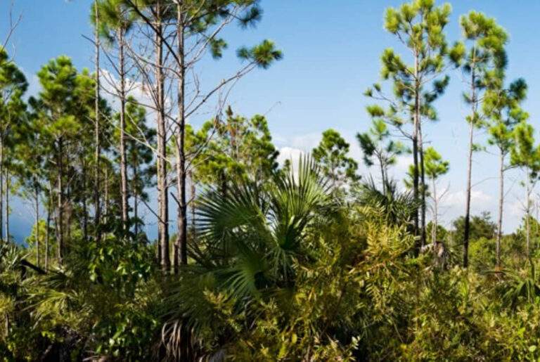 Florida slash pines towering over the smaller foliage of the pine rocklands.