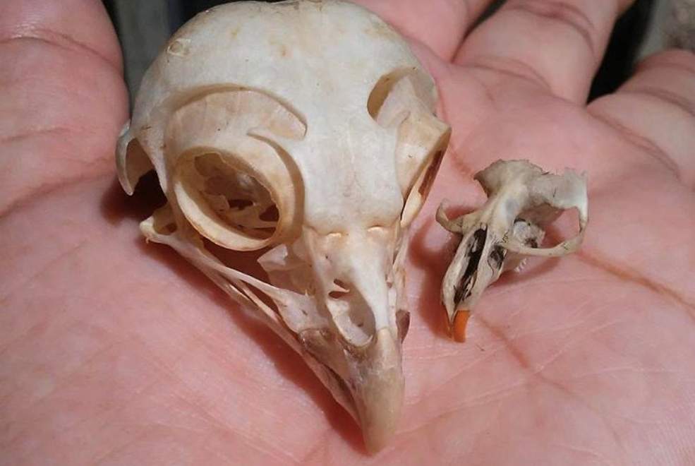 Child holding bird skull during a field trip at Deering Estate.