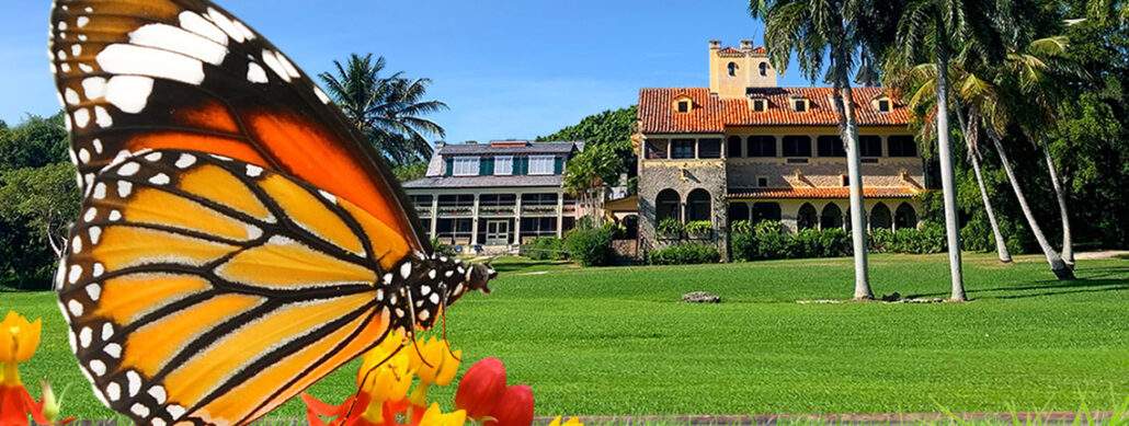 Monarch butterfly in front of Miami's family friendly Deering Estate.