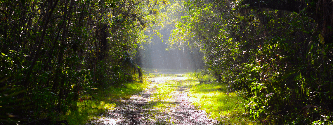 Sunlight peeking through the trees on one of Deering Estate's nature trails.