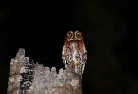 A screech owl perched on a tree at night.