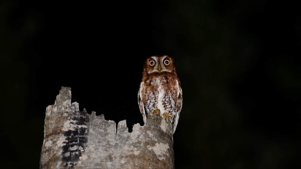 A screech owl perched on a tree at night.