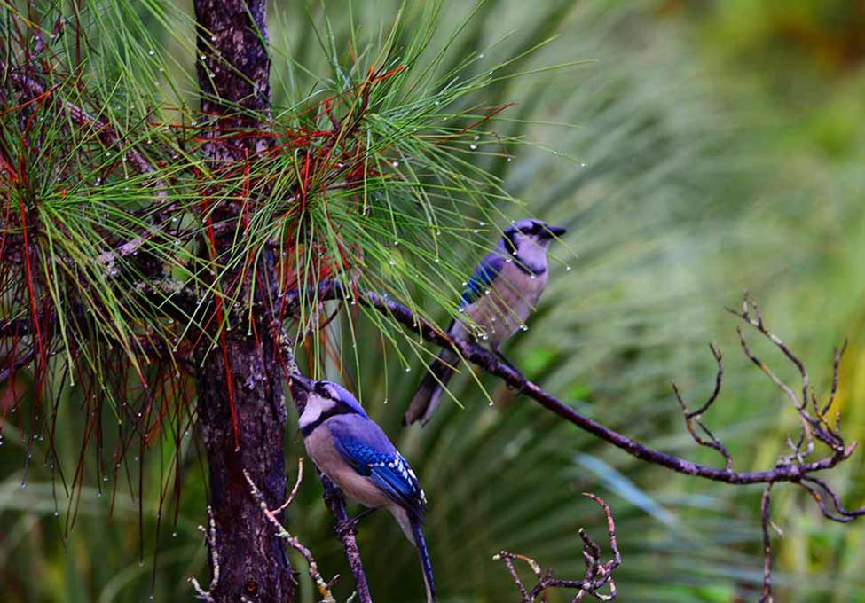 Two bluejays on perched on a pine tree.