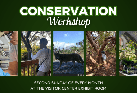 Text that reads "Conservation Workshop" with above images of a Deering research intern using a microscope, a Deering research intern capturing bird calls on a microphone, a coyote caught on a trail cam, a Deering research intern and naturalist measuring mangrove trees, a Deering research intern and naturalist tending to plants in the Deering nursery, and text under these images that reads "Second Sunday of Every Month at the Visitor Center Exhibit Room."