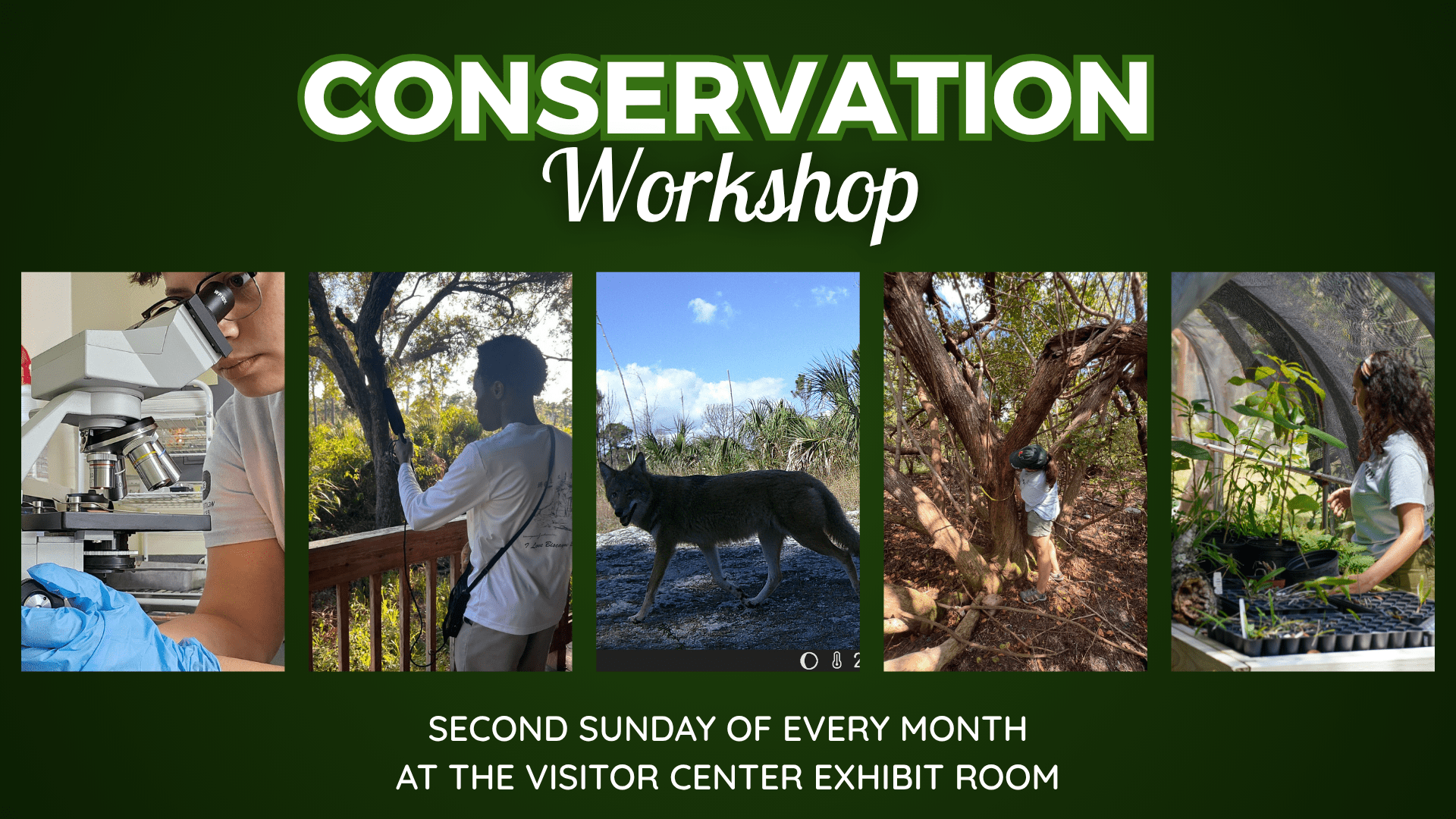 Text that reads "Conservation Workshop" with above images of a Deering research intern using a microscope, a Deering research intern capturing bird calls on a microphone, a coyote caught on a trail cam, a Deering research intern and naturalist measuring mangrove trees, a Deering research intern and naturalist tending to plants in the Deering nursery, and text under these images that reads "Second Sunday of Every Month at the Visitor Center Exhibit Room."