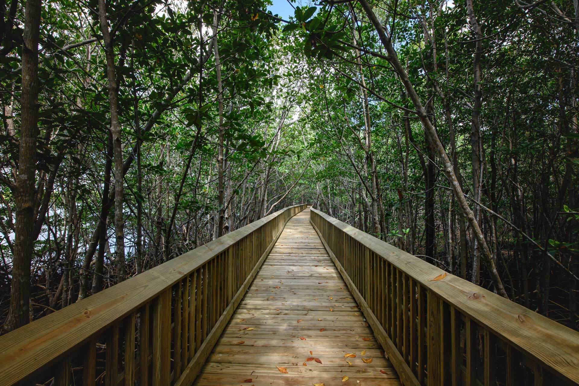 A wooden boardwalk in the middle of a mangrove forest.