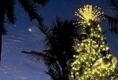 A decorated and lighted Christmas tree in front of palm fronds silhouetted by the night sky.