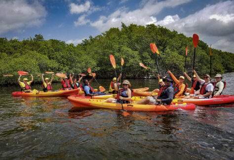 Twelve people split between six kayaks on the water in front of mangroves hold up their paddles and smile at the camera.