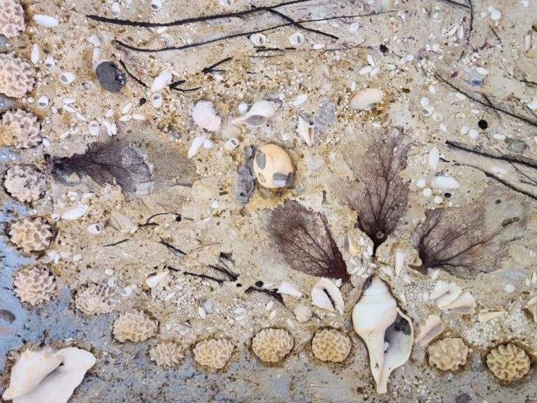 Beautifully detailed seashell mosaic on the ceiling of the Stone House walkway.