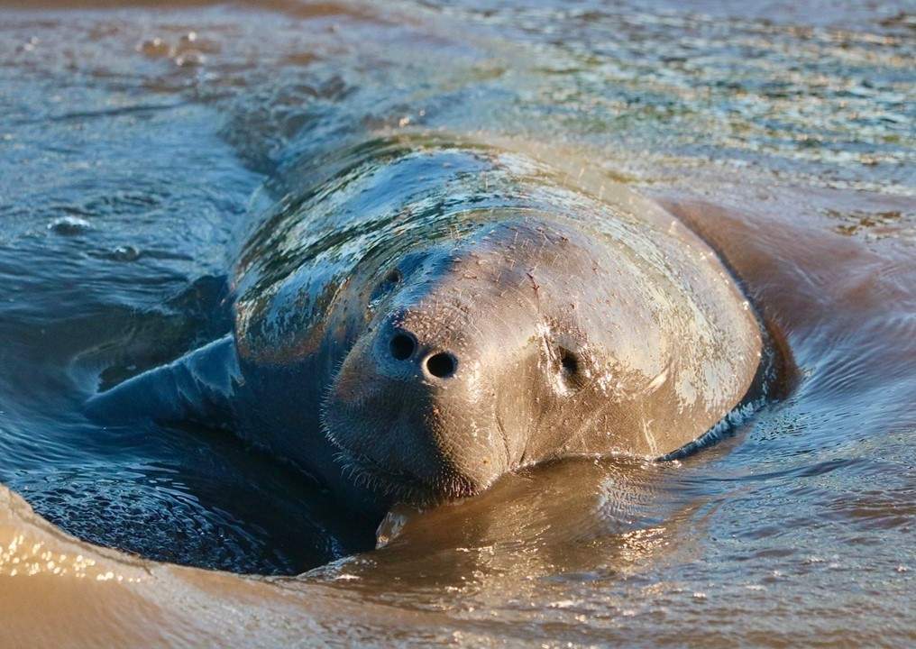 A manatee in the water.